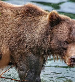 Up close and personal with Sitka’s incredible Bear